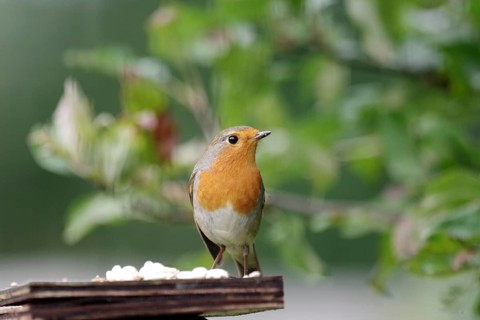 Robin (Erithacus rubecula), close-up, bird feeding, autumn, Germany, The robin is sitting on a