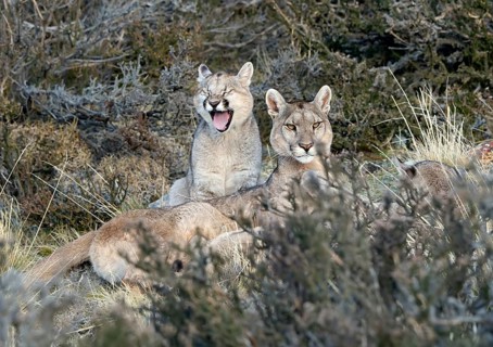 Cougar (Cougar concolor) female with young, Torres del Paine National Park, Chile, South America