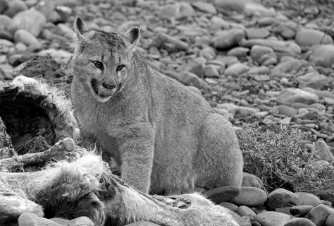 Cougar (Cougar concolor) young feeding, Torres del Paine National Park, Chile, South America