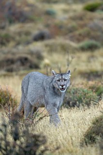 Cougar (Cougar concolor), Torres del Paine National Park, Chile, South America