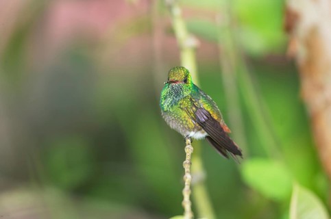 Rufous-tailed hummingbird (Amazilia tzacatl) on branch, Sarapiqui, Costa Rica, Central America