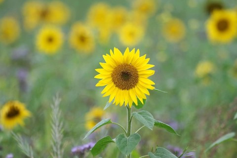 Common sunflower (Helianthus annuus), landscape, sunflower field, yellow, agriculture, autumn,