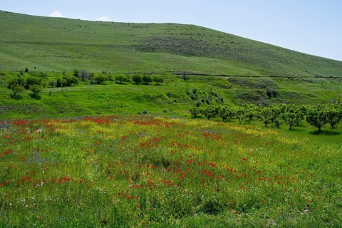 Blooming wildflower meadow stretches in front of rolling green hills in spring, landscape near