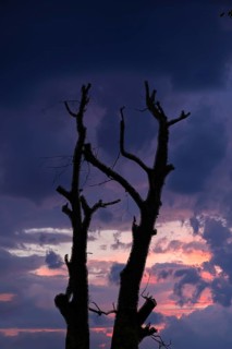 Dead walnut tree (Juglans regia) as a silhouette in the evening sky, Bavaria, Germany
