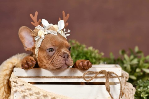 Mocca sable French Bulldog puppy with reindeer antlers in box in front of brown background