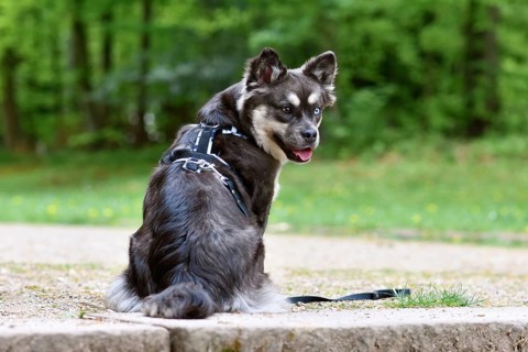 French Bulldog x Siberian Husky dog mix with Y shaped harness