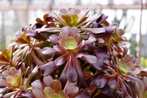 'Aeonium Arboreum' succulent with green dark purple leaves