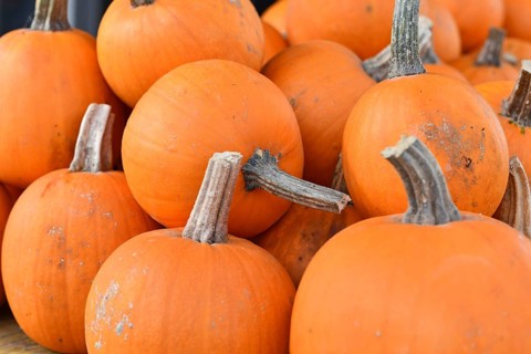 Orange Baby Bear pumpkins at farmers market in autumn harvest season