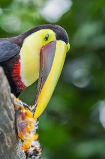 Chestnut-mandibled Toucan (Ramphastos swainsonii) feeding on a smaller bird, Sarapiqui, Costa Rica,