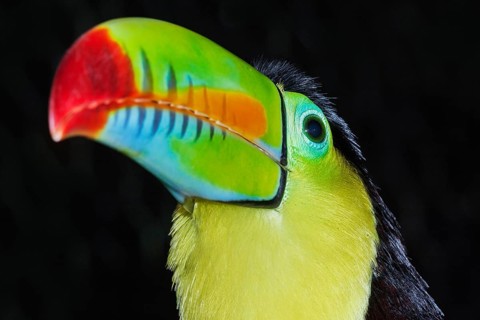 Keel-billed toucan (Ramphastos sulfuratus), Costa Rica, Central America