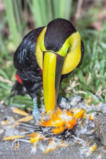 Chestnut-mandibled Toucan (Ramphastos swainsonii) feeding on a smaller bird, Sarapiqui, Costa Rica,