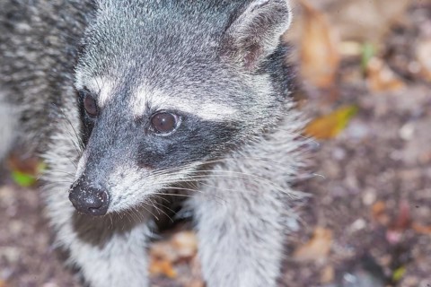Northern Racoon (Procyon lotor), Manuel Antonio National Park, Puntarenas Province, Costa Rica