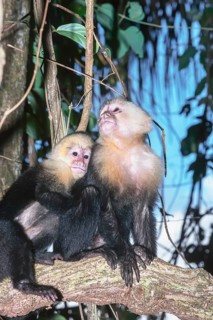 White-faced capuchin monkeys (Cebus capucinus) in rainforest, Manuel Antonio National Park,