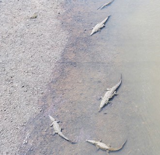 American Crocodiles (Crocodylus acutus) bathing, Tarcoles river, Jaco, Costa Rica