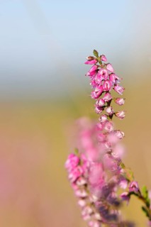 Flowering heather (Calluna vulgaris), heather, Trupacher Heide nature reserve, Siegen, North