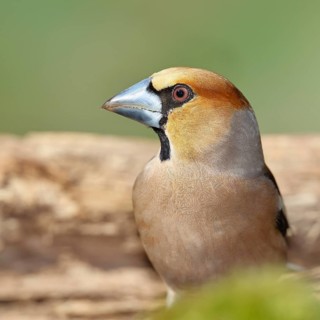 Hawfinch (Coccothraustes coccothraustes), male, animal portrait, North Rhine-Westphalia, Germany