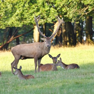 Red deer (Cervus elaphus) in rutting season, capital stag with hinds in a forest clearing, animal