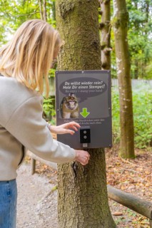 A person interacts with a sign on a tree for a stamp in the forest, Affenberg Salem, Lake Constance