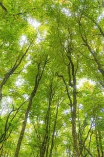 A view into the dense, green forest with light shining through the leaves, Affenberg Salem, Lake