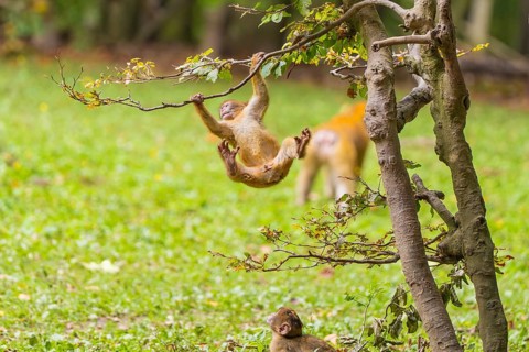 Two monkeys, one climbing, playing on a tree in the countryside, Affenberg Salem, Lake Constance