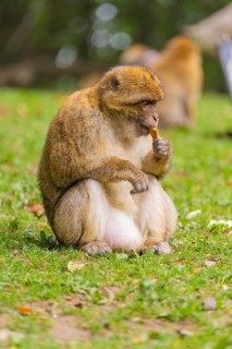 A monkey sits on the grass and nibbles on a blade of grass, Affenberg Salem, Lake Constance