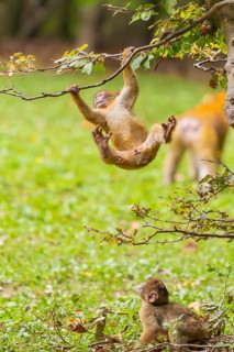 A young monkey jumps joyfully hanging from a branch in a tree, Affenberg Salem, Lake Constance