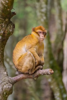 Monkey sitting thoughtfully on a tree trunk with a forest background, in natural surroundings,