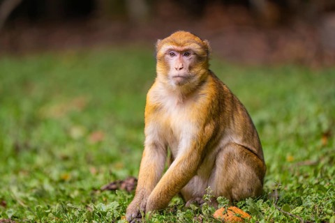 Affenafse sitting on a grassy area with a thoughtful expression and a blurred background, Affenberg