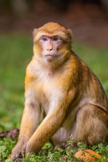 Monkey sitting in a meadow, staring into the distance with green blurred background, Affenberg