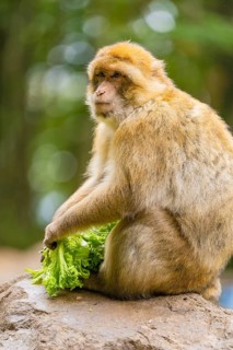A monkey sits and holds leafy vegetables, surrounded by natural landscape, Affenberg Salem, Lake