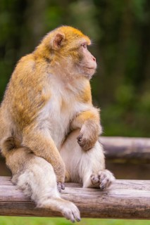 A monkey sits thoughtfully on a piece of wood in the greenery, Affenberg Salem, Lake Constance