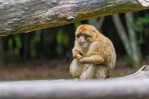 A monkey sits on a tree trunk and eats something in the forest, Affenberg Salem, Lake Constance