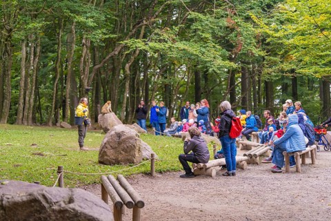 Group of visitors observing a monkey during a guided tour in a natural environment, Affenberg