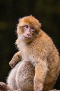 A pensive monkey sits and looks to the side in a natural environment, Affenberg Salem, Lake