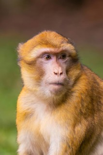 Close-up of a monkey whose face looks attentive, Affenberg Salem, Lake Constance district, Germany