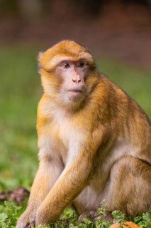 Sitting monkey with attentive gaze and detailed fur, Affenberg Salem, Lake Constance district,
