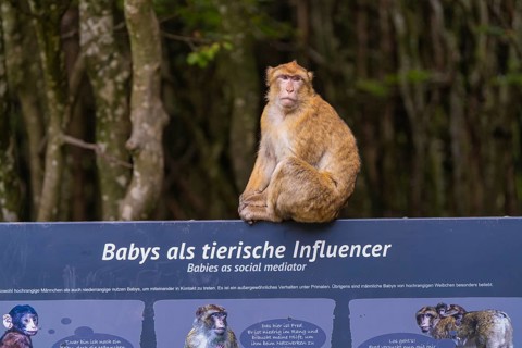 A monkey poses on a sign with a message in the zoo, Affenberg Salem, Lake Constance district,