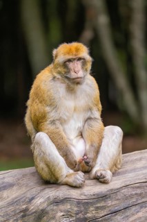 A monkey sits relaxed on a tree trunk in the forest, Affenberg Salem, Lake Constance district,