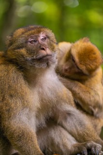 Two monkeys sitting together in the forest, one resting on the shoulder of the other, Affenberg