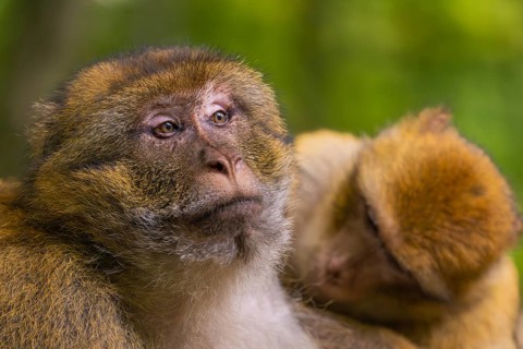 Two monkeys are close together in the forest, one is looking attentively, Affenberg Salem, Lake