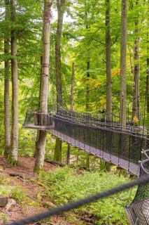 A long suspension bridge between tall trees in the green forest, Affenberg Salem, Lake Constance