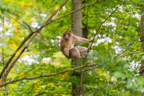 A sitting monkey gazes around dense trees, Affenberg Salem, Lake Constance district, Germany