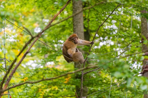 Monkey climbing on branches, surrounded by dense forest, Affenberg Salem, Lake Constance district,