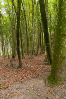 Dense forest with tall trees and autumnal ground cover, Affenberg Salem, Lake Constance district,