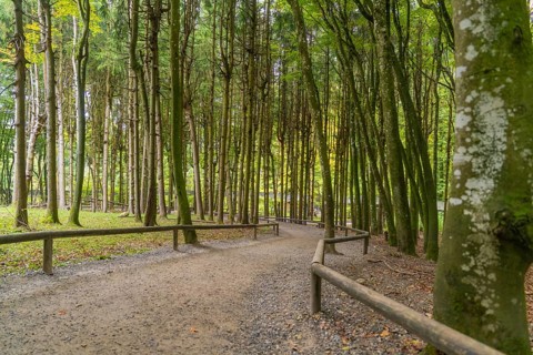 Forest path surrounded by tall, dense trees with autumnal colours, Affenberg Salem, Lake Constance