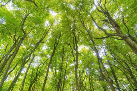 View upwards into dense treetops with bright green leaves, Affenberg Salem, Lake Constance
