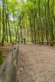 Person on a wooded path surrounded by tall trees in autumn, Affenberg Salem, Lake Constance
