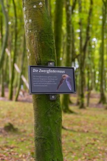 Tree with information sign about the common pipistrelle bat in the forest, Affenberg Salem, Lake