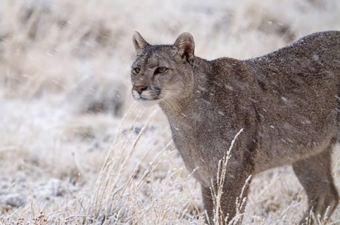 Cougar (Cougar concolor) in the snow, Torres del Paine National Park, Chile, South America