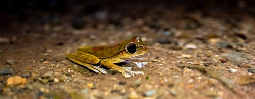 Costa Rica Masked tree frog (Smilisca phaeota) in the water, at night, Puntarenas province, Costa
